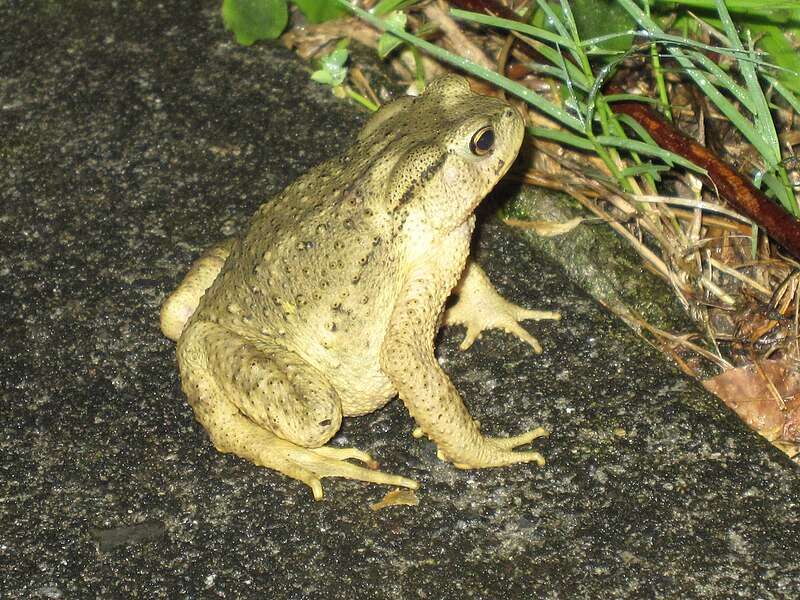 Taiwan Common Toad.
