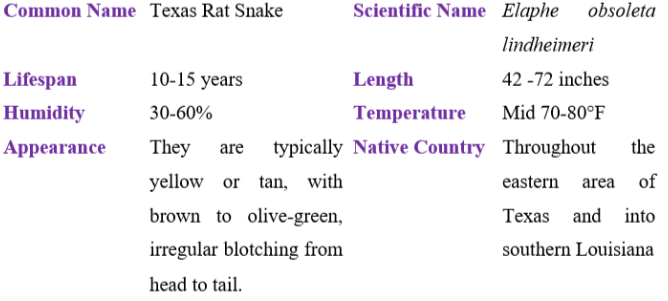 Texas Rat Snake table
