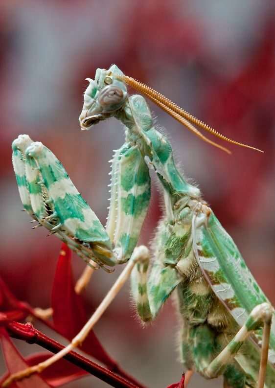Thistle Mantis.