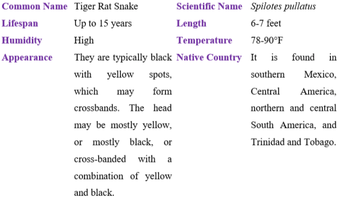 Tiger rat snake table