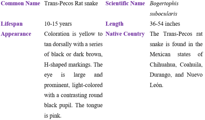 Trans-Pecos rat snake table