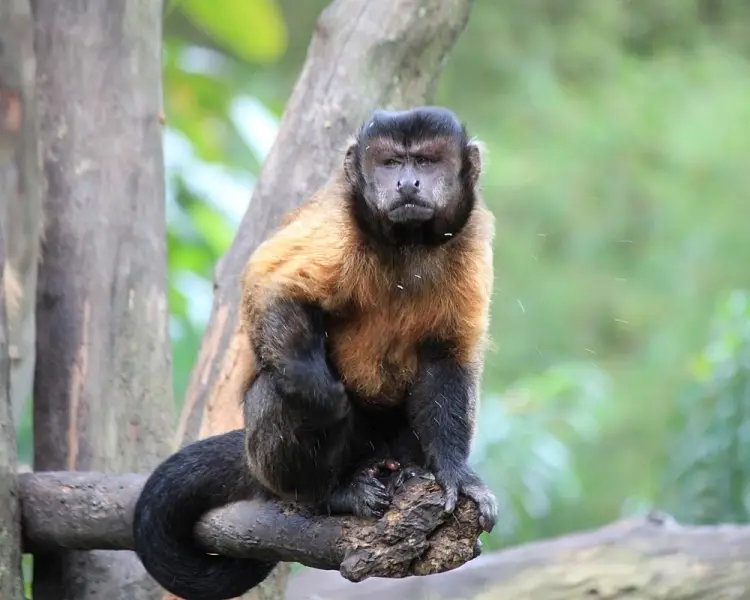 Tufted capuchin