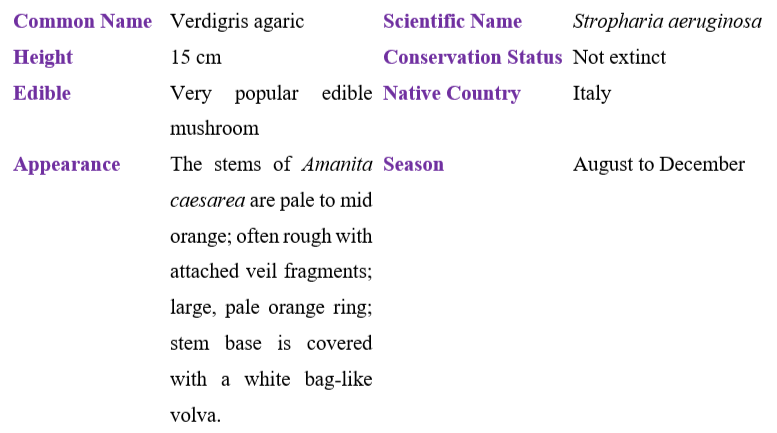 Verdigris agaric table