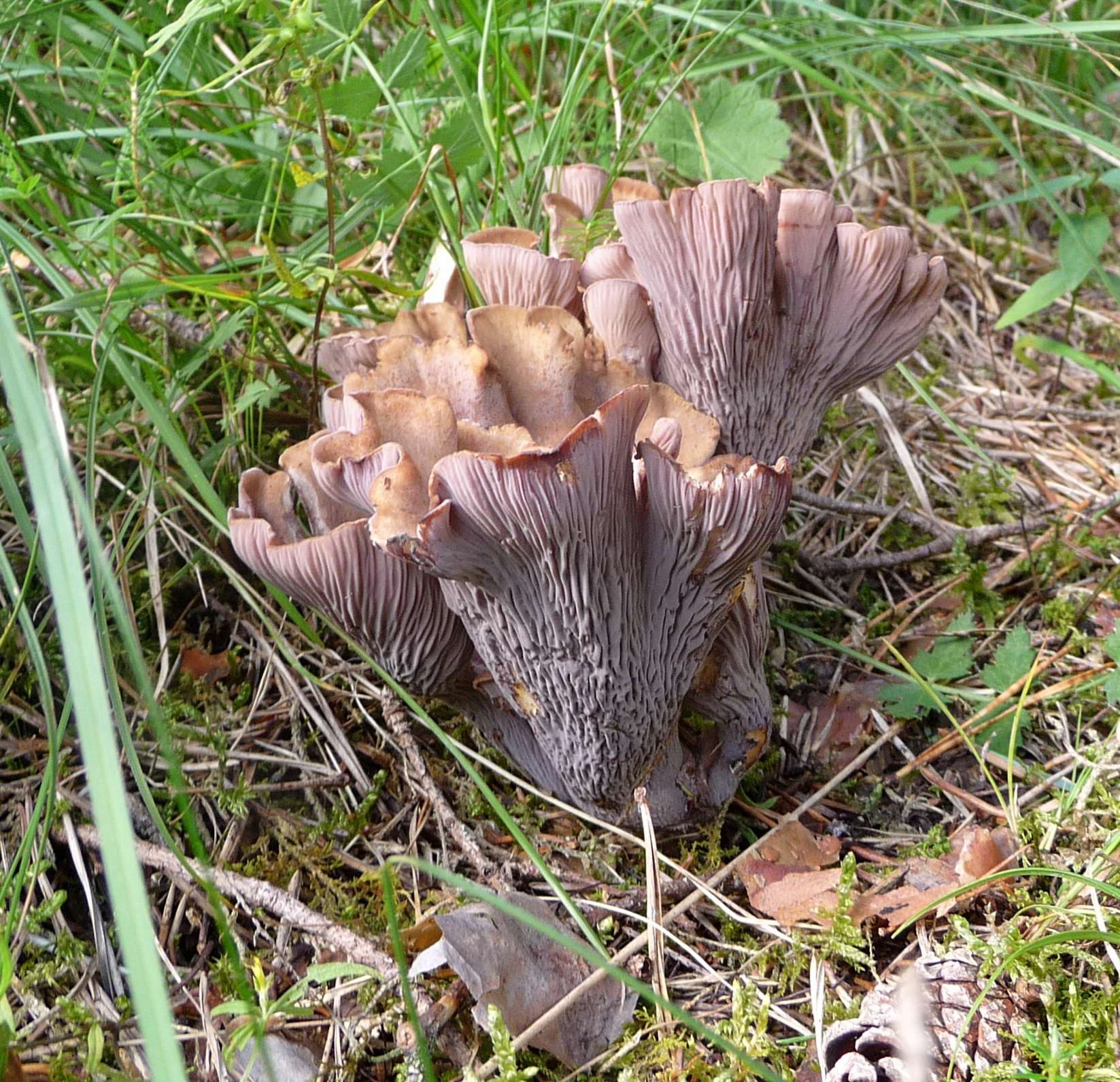 Violet Chanterelle.