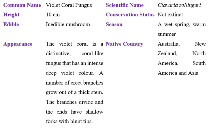 Violet Coral Fungus table
