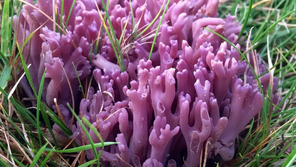 Violet Coral Fungus.