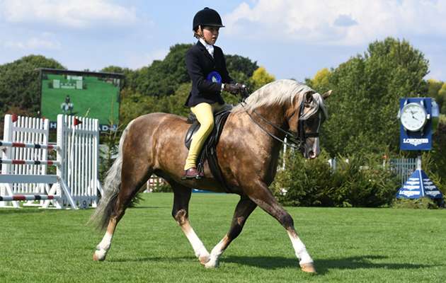 welsh riding type pony (section b)