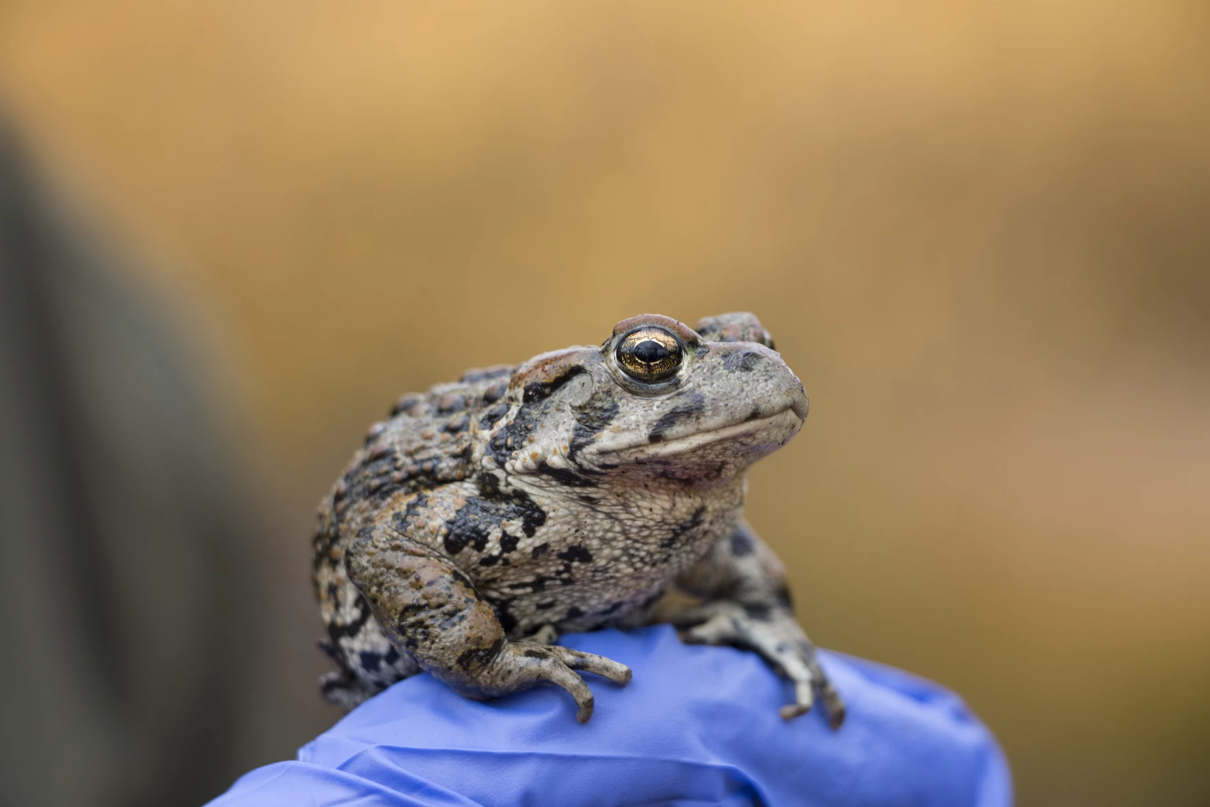 WYOMING TOAD.