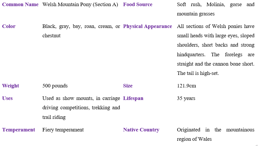 Welsh Mountain Pony (Section A) TABLE