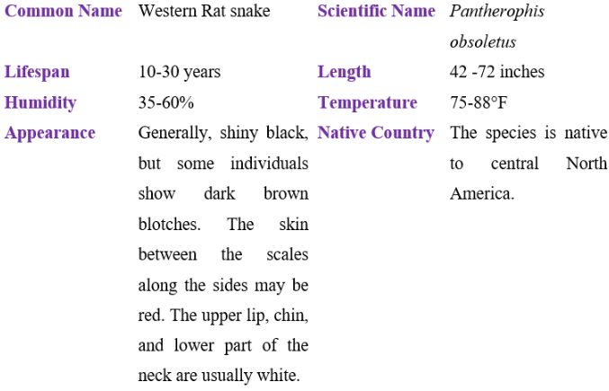 Western rat snake table