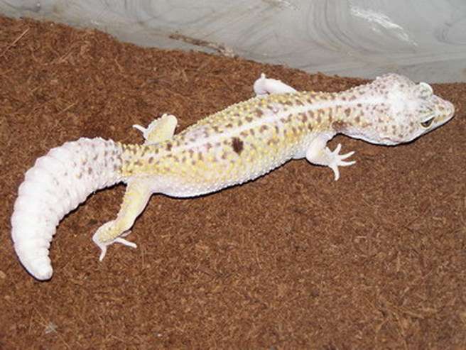 White and Yellow Leopard Gecko