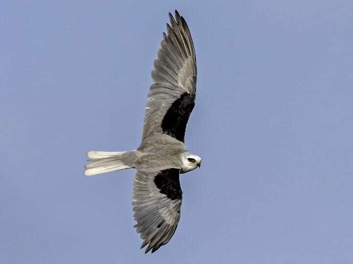 White-tailed kite.