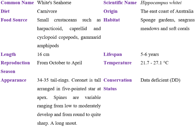 White's Seahorse table