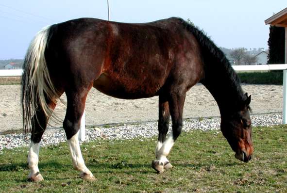Wielkopolski-Horse-Pictures