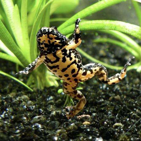 Yellow-Bellied Toad.