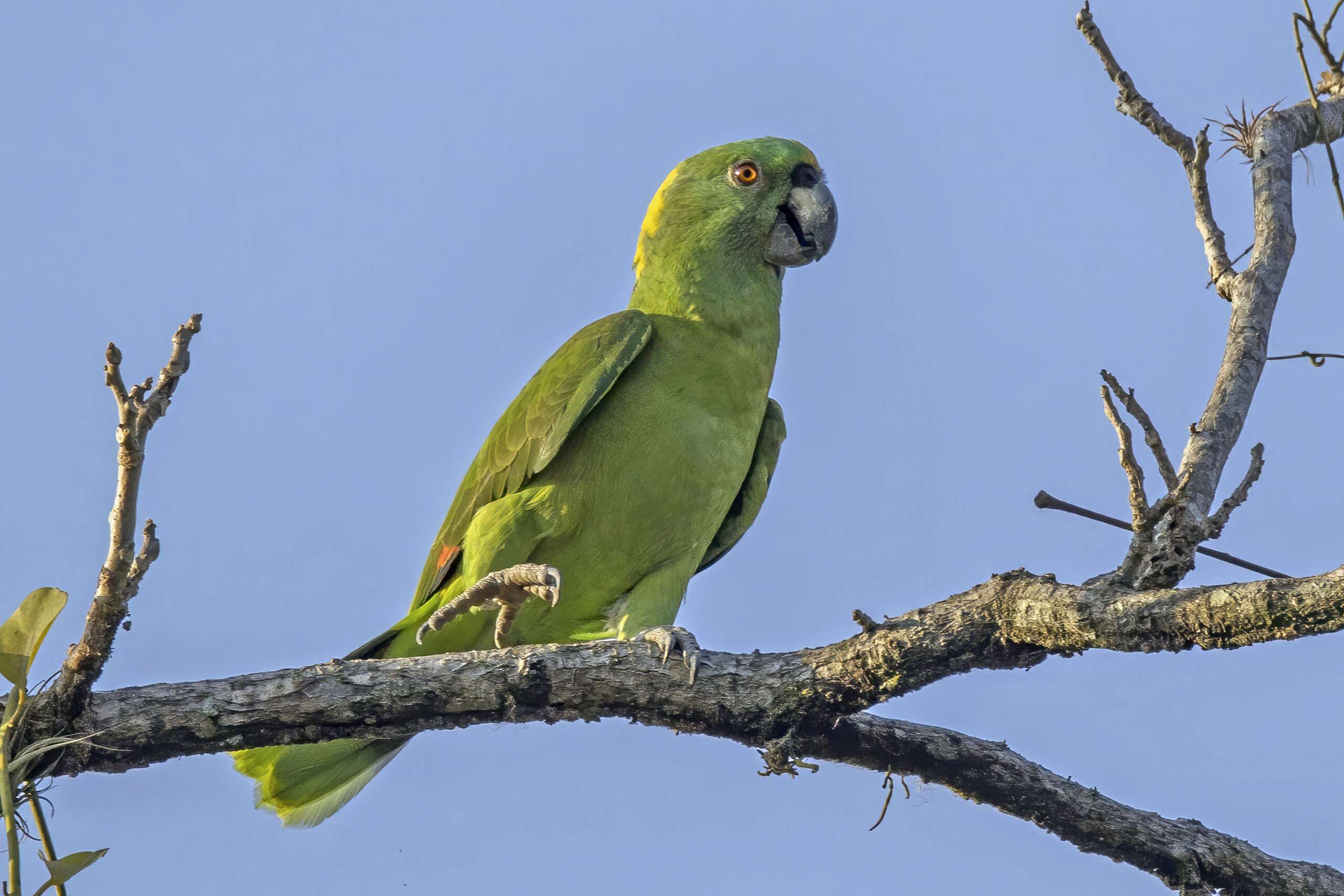 Yellow-Naped Amazon Parrot.
