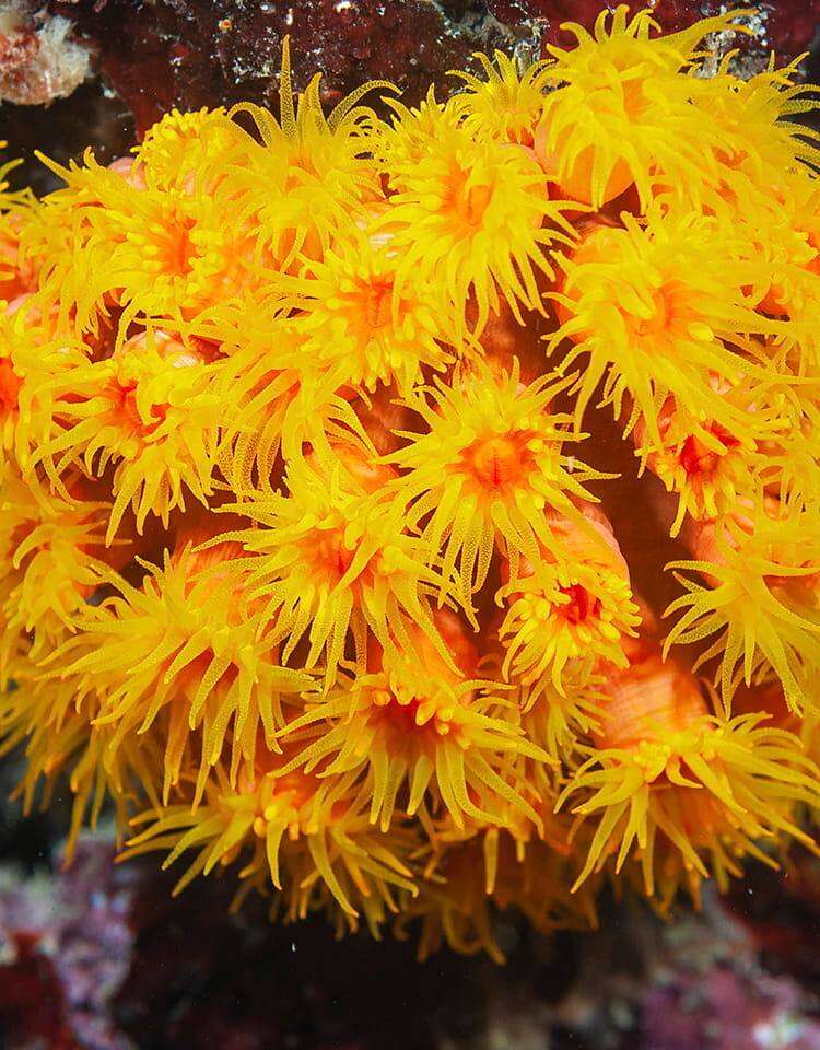 Yellow-Sun Coral