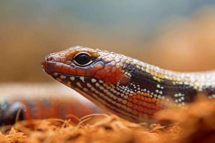 african-fire-skink