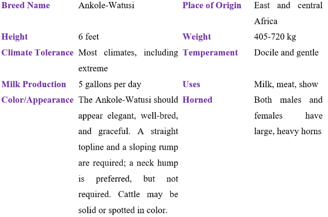 ankole-watusi table