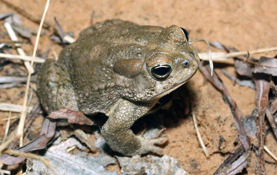arizona toad