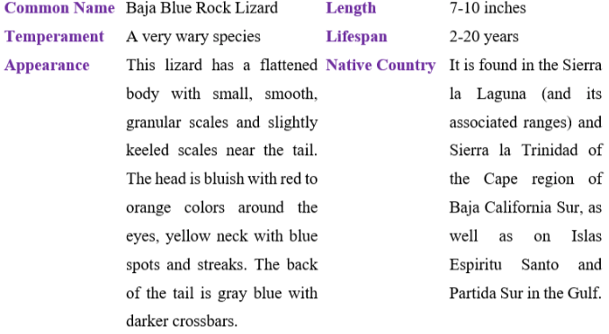 baja blue rock lizard table