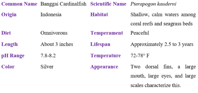 banggai cardinalfish table