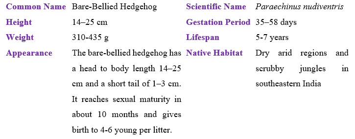 bare-bellied hedgehog table