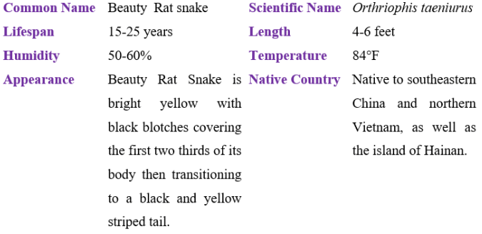 beauty rat snake table