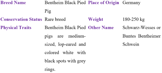 bentheim black pied pig table