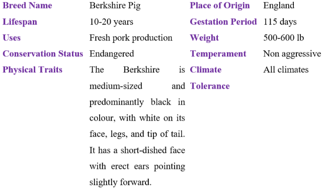 berkshire pig table
