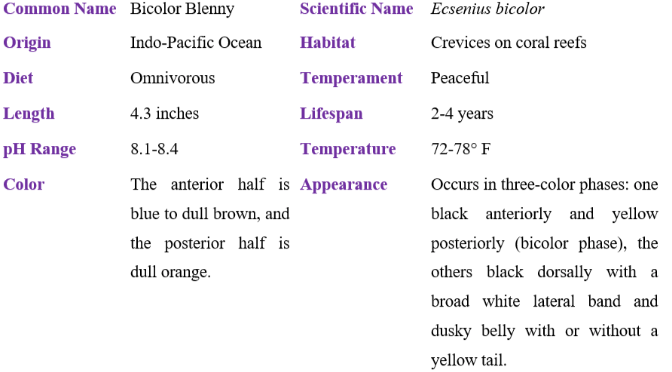 bicolor blenny table