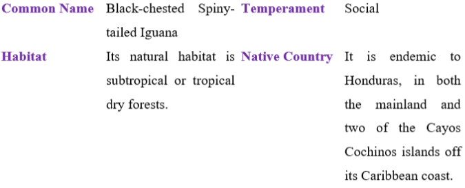 black-chested spiny-tailed iguana table