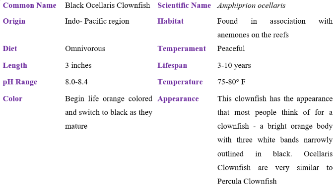 black ocellaris clownfish table