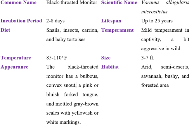 black-throated monitor table