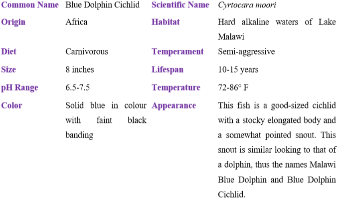 blue dolphin cichlid table