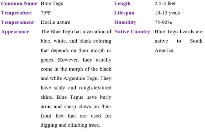 blue tegu table