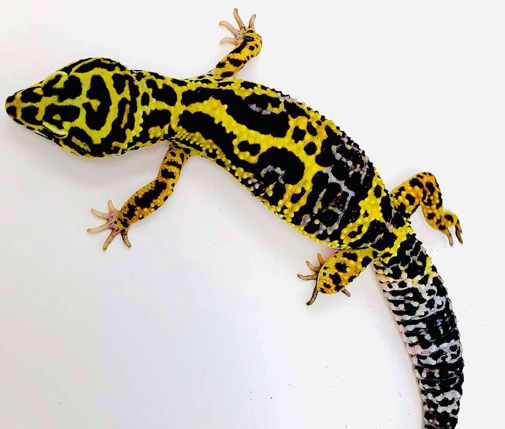 bold-leopard-gecko