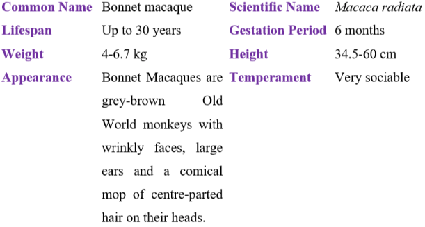 bonnet macaque table