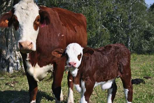 braford-cow-and-calf