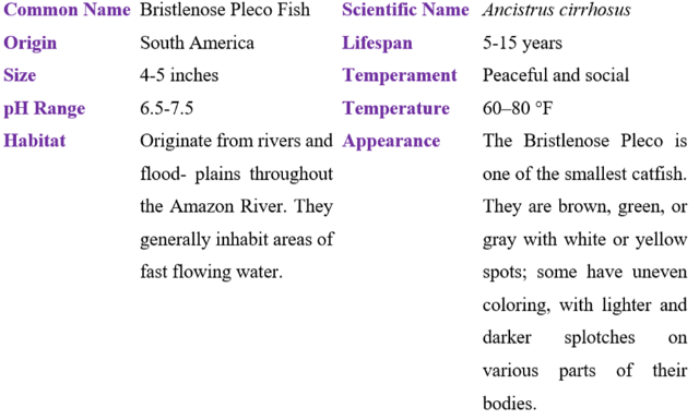 bristlenose pleco fish table