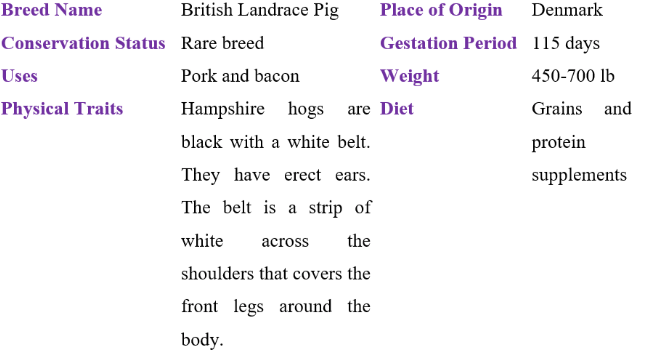 british landrace pig table