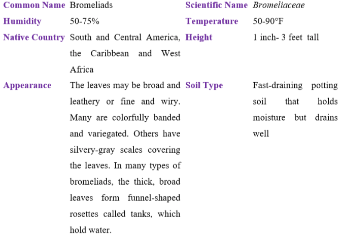 bromeliads table