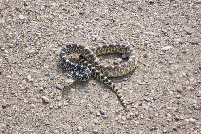 bull-snake_