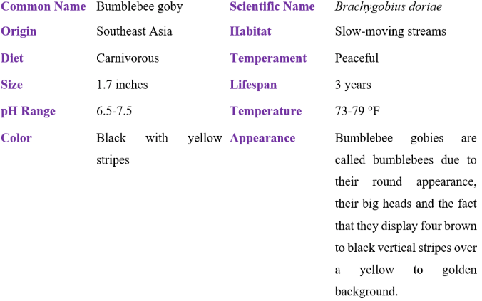 bumblebee goby table