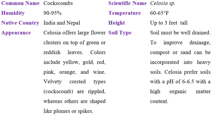 celosia table