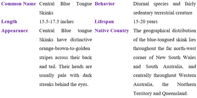 central blue tongue skink table