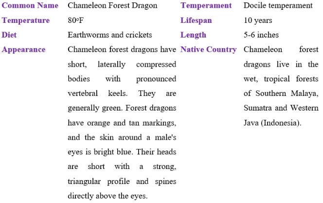 chameleon forest dragon table