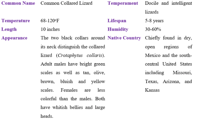 common collared lizard table