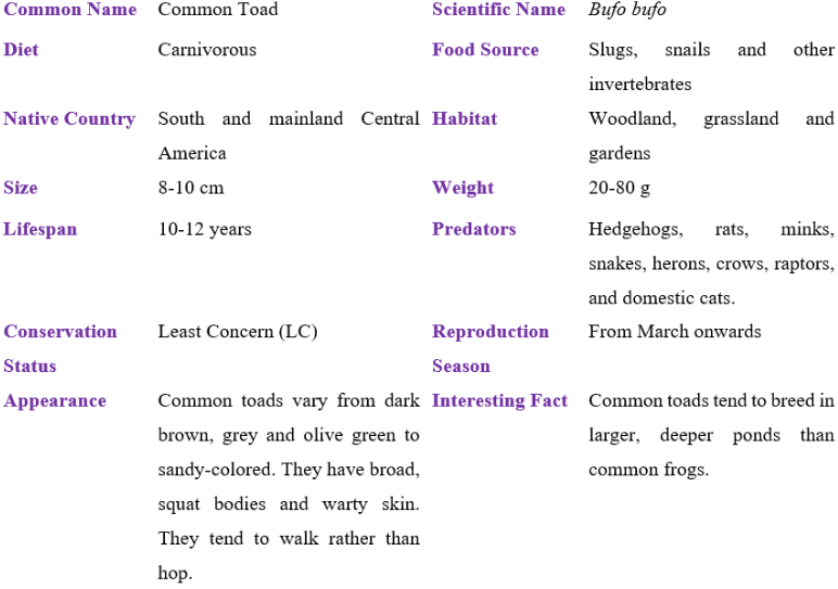 common toad table