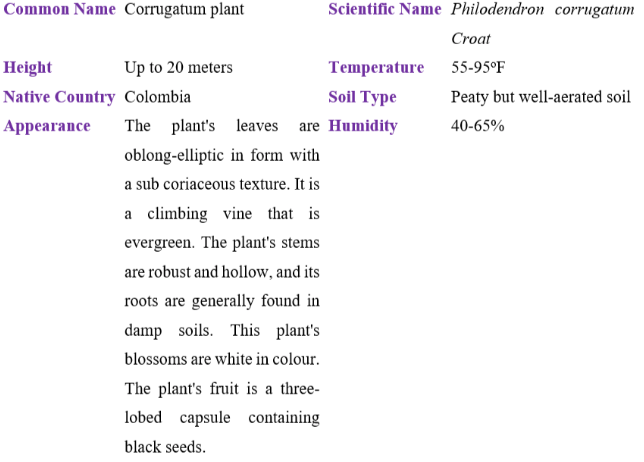 corrugatum plant table